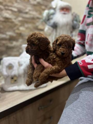 Щенки красного карликового пуделя — фото 4